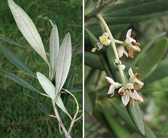 Olea europaea