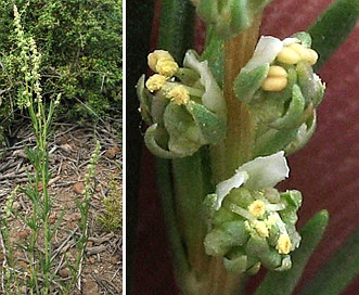 Oligomeris linifolia