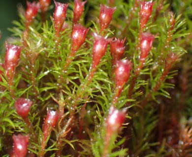 Oligotrichum aligerum