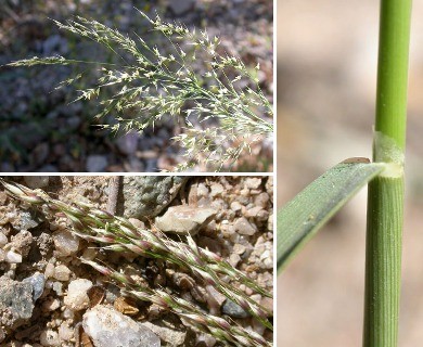 Oloptum miliaceum