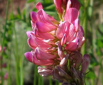 Onobrychis viciifolia