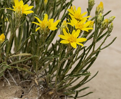 Oonopsis multicaulis