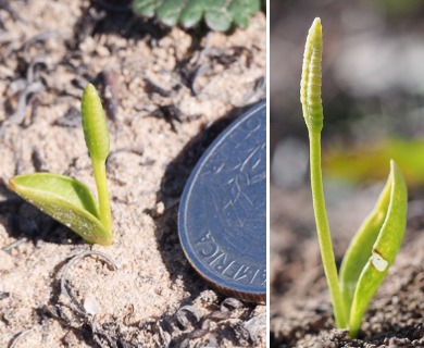 Ophioglossum californicum