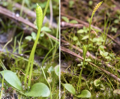 Ophioglossum nudicaule