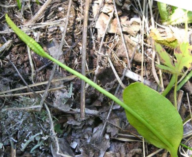 Ophioglossum pusillum