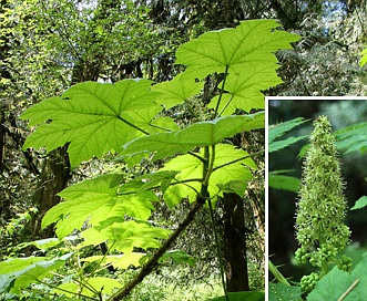 Oplopanax horridus