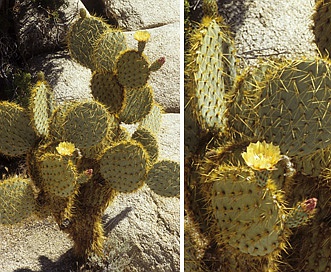 Opuntia chlorotica