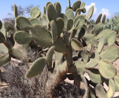 Opuntia leucotricha