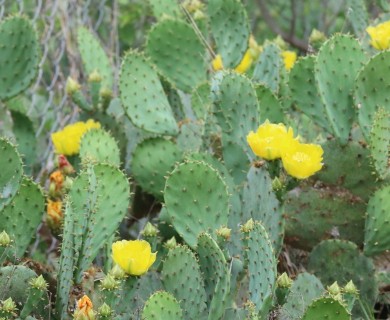 Opuntia orbiculata