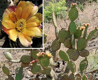 Opuntia oricola