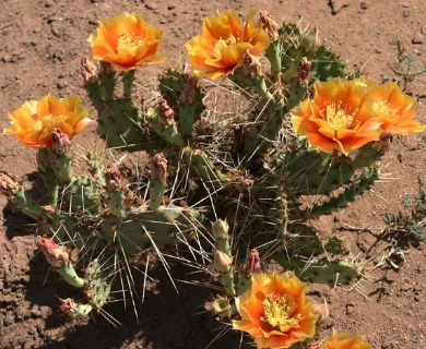 Opuntia pottsii