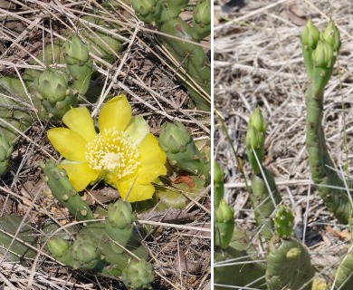 Opuntia pusilla