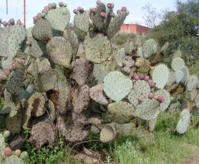 Opuntia robusta