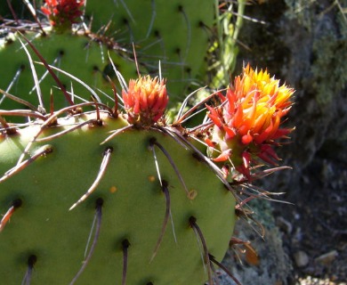 Opuntia stenopetala