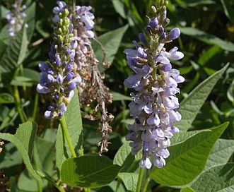 Orbexilum onobrychis