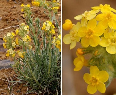 Oreocarya flava