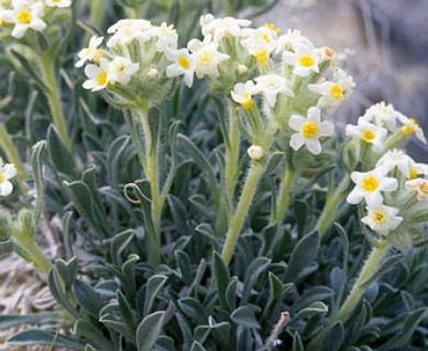 Oreocarya fulvocanescens