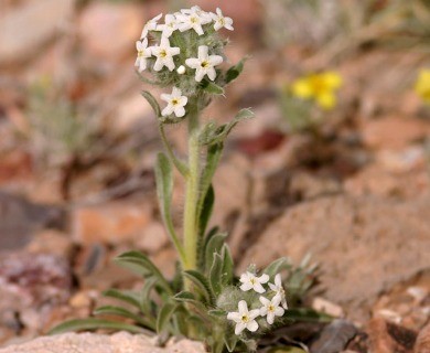 Oreocarya oblata