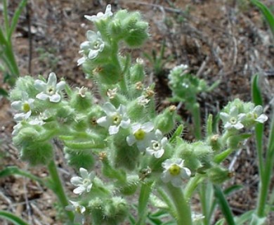 Oreocarya suffruticosa