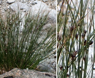 Oreojuncus trifidus