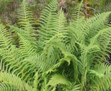 Oreopteris limbosperma