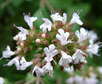 Origanum vulgare