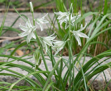 Ornithogalum nutans