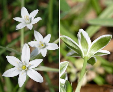 Ornithogalum umbellatum