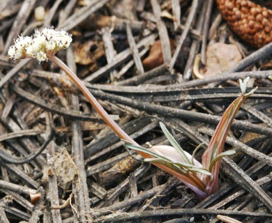 Orogenia fusiformis