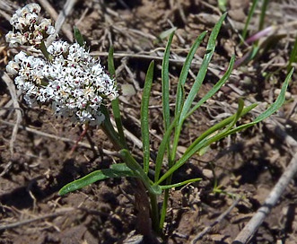 Orogenia linearifolia