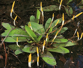 Orontium aquaticum