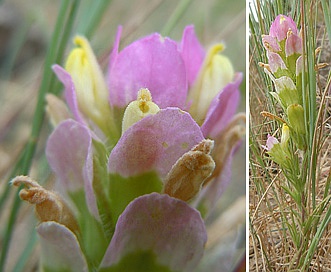 Orthocarpus tenuifolius