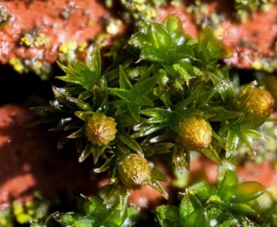 Orthotrichum pumilum