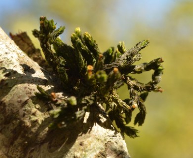 Orthotrichum rivulare