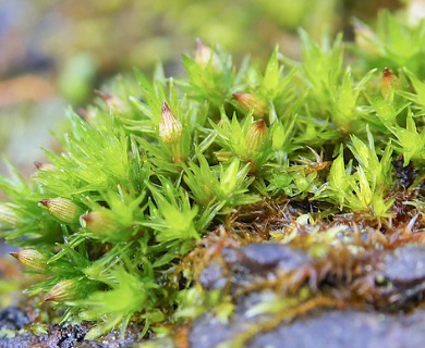 Orthotrichum stellatum