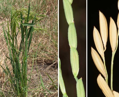 Oryza sativa