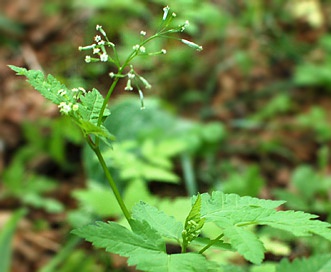 Osmorhiza depauperata