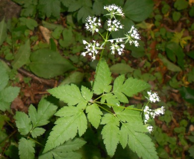 Osmorhiza longistylis