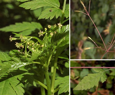 Osmorhiza purpurea