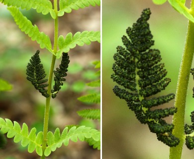 Osmunda claytoniana