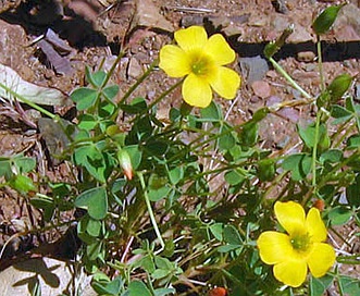 Oxalis californica