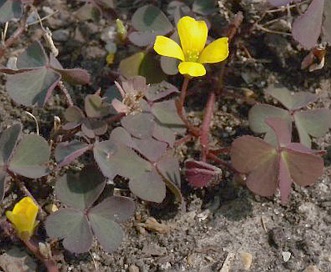 Oxalis corniculata