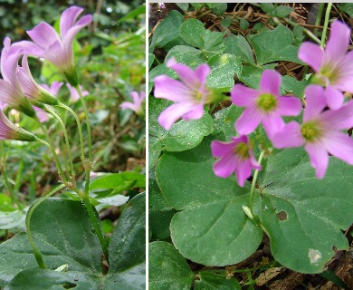 Oxalis debilis