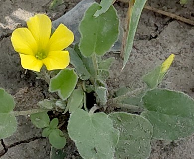 Oxalis dichondrifolia
