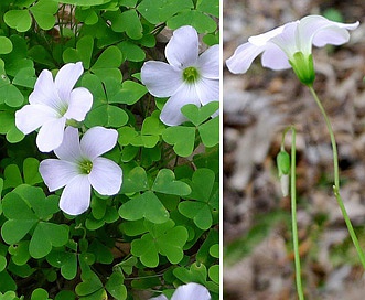 Oxalis incarnata