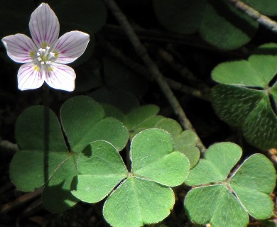 Oxalis montana