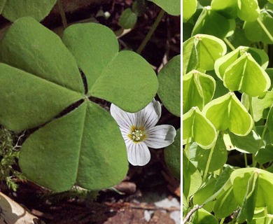 Oxalis oregana