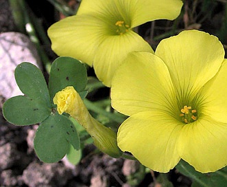 Oxalis pes-caprae