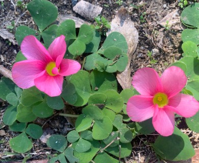 Oxalis purpurea