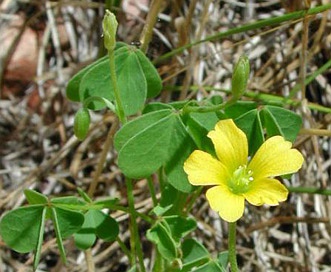 Oxalis stricta